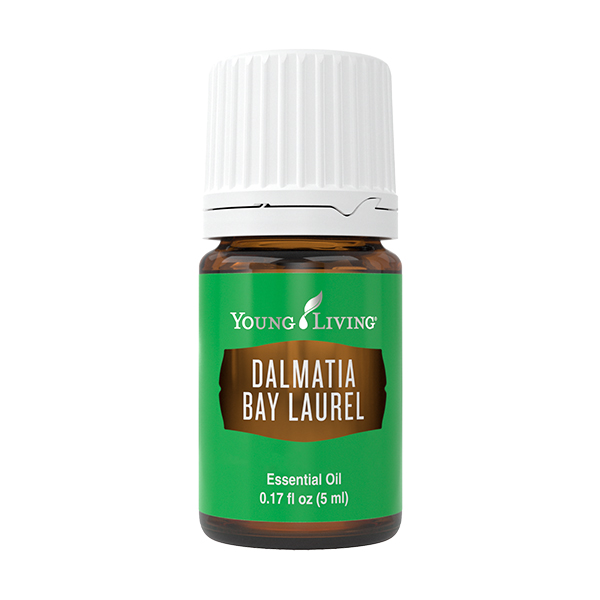 Dalmatia Bay Laurel – Produktbild