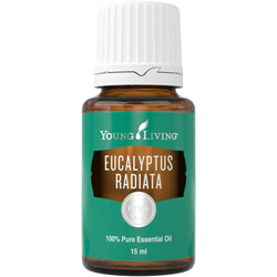 Eukalyptus Radiata (Eucalyptus Radiata) – Produktbild