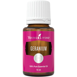 Geranie (Geranium) – Produktbild