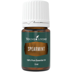 Grüne Minze (Spearmint) – Produktbild