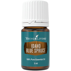 Idaho Blaufichte (Idaho Blue Spruce) – Produktbild