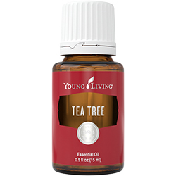 Teebaum (Tea Tree) – Produktbild