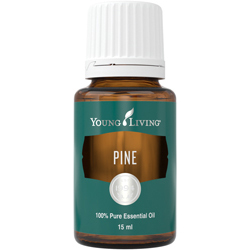 Waldkiefer (Pine) – Produktbild
